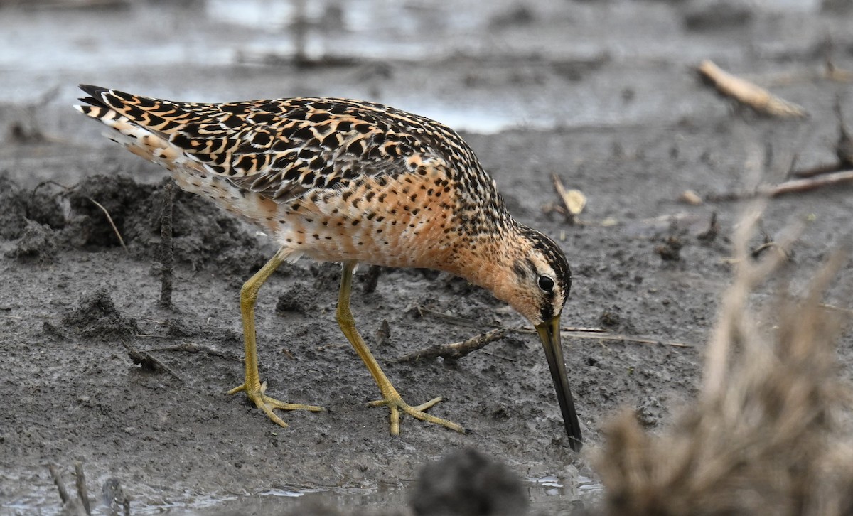 Short-billed Dowitcher - ML619059988