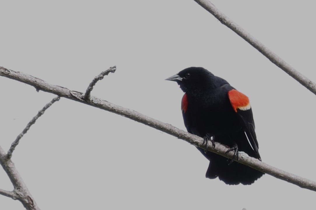 Red-winged Blackbird - Glenda Jones