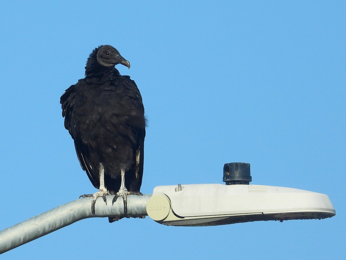 Black Vulture - Michael W. Sack