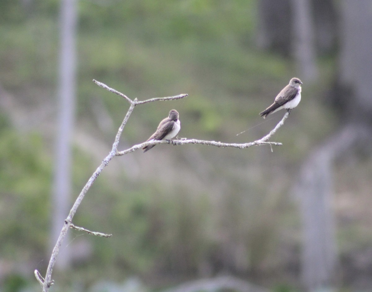 Northern Rough-winged Swallow - kim nordquest