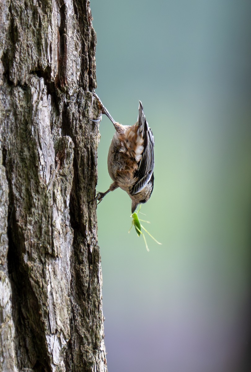 White-breasted Nuthatch - Jeremy Gresham