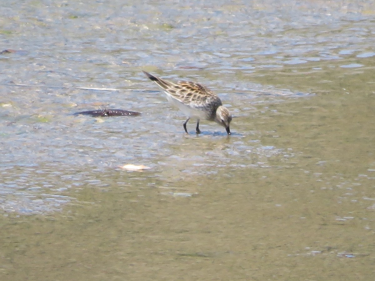 White-rumped Sandpiper - ML619060063