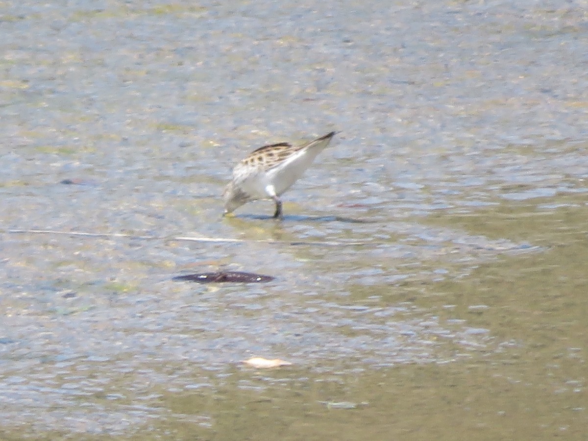 White-rumped Sandpiper - ML619060065