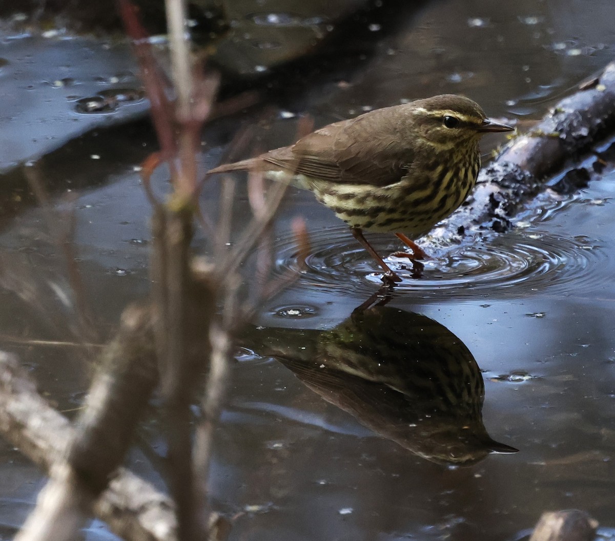 Northern Waterthrush - Jean-Pierre Gagné