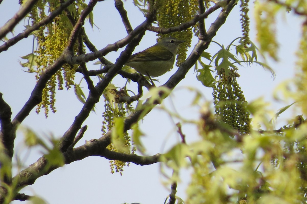 Tennessee Warbler - ML619060091