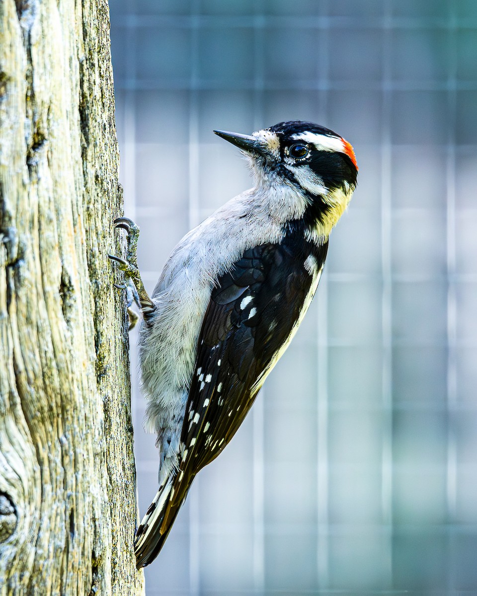 Downy Woodpecker - A & A Powell