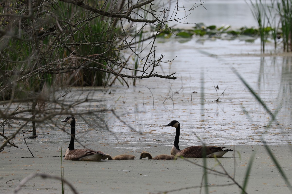 Canada Goose - Glenda Jones