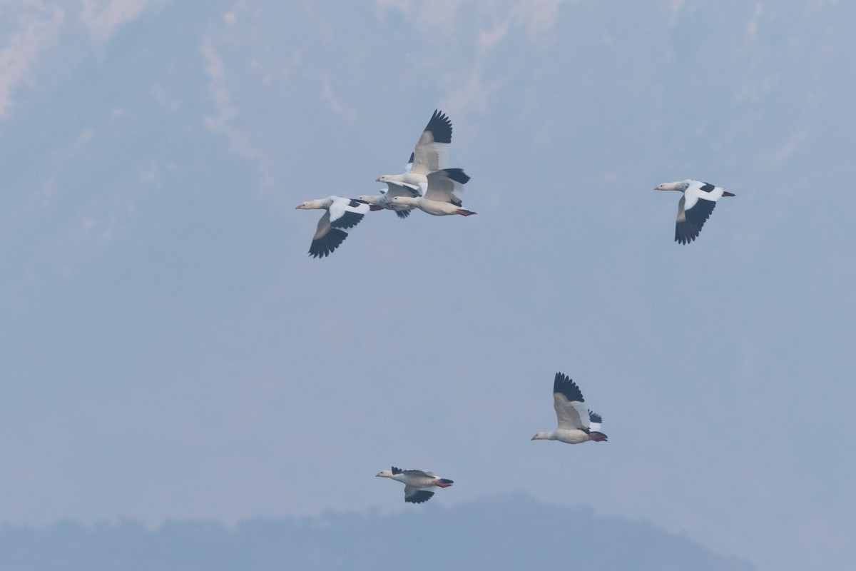Andean Goose - Ariel Cabrera Foix
