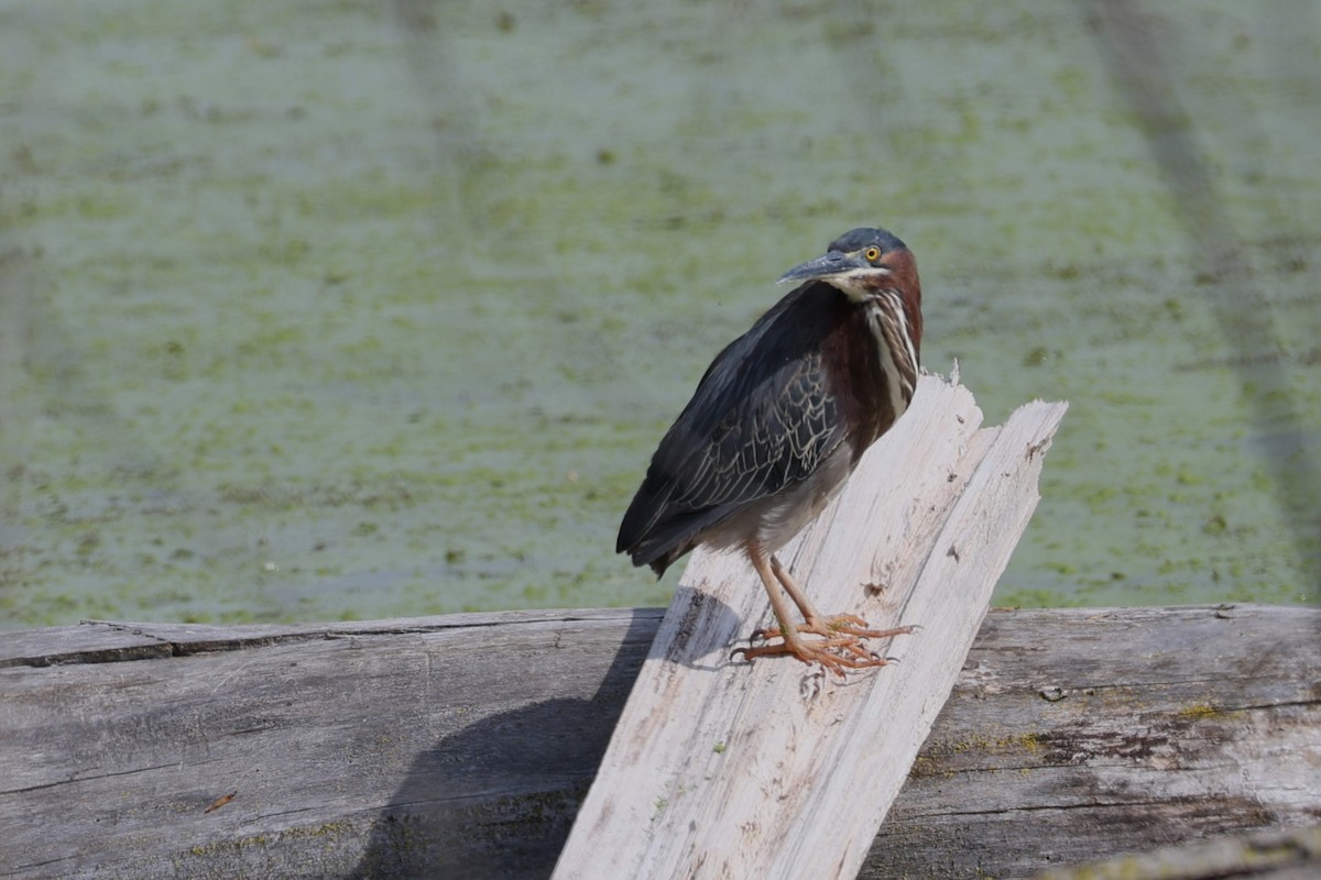 Green Heron - Glenda Jones