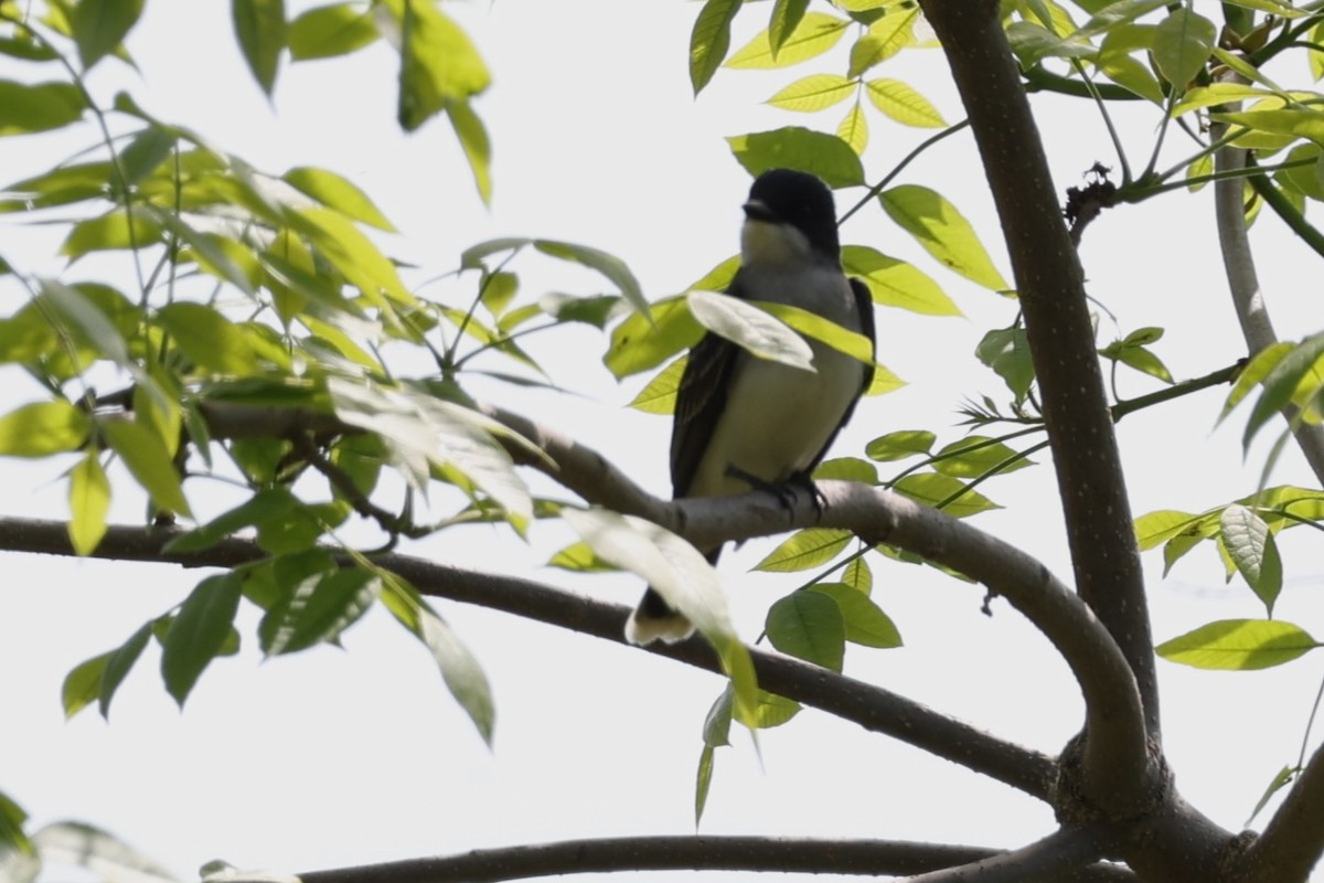 Eastern Kingbird - Glenda Jones