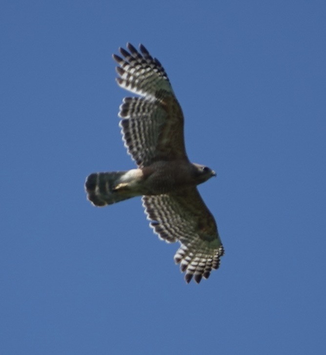 Red-shouldered Hawk - ML619060147