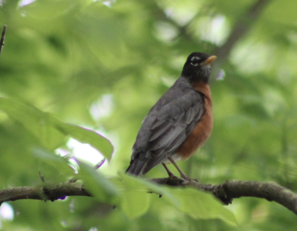 American Robin - ML619060148