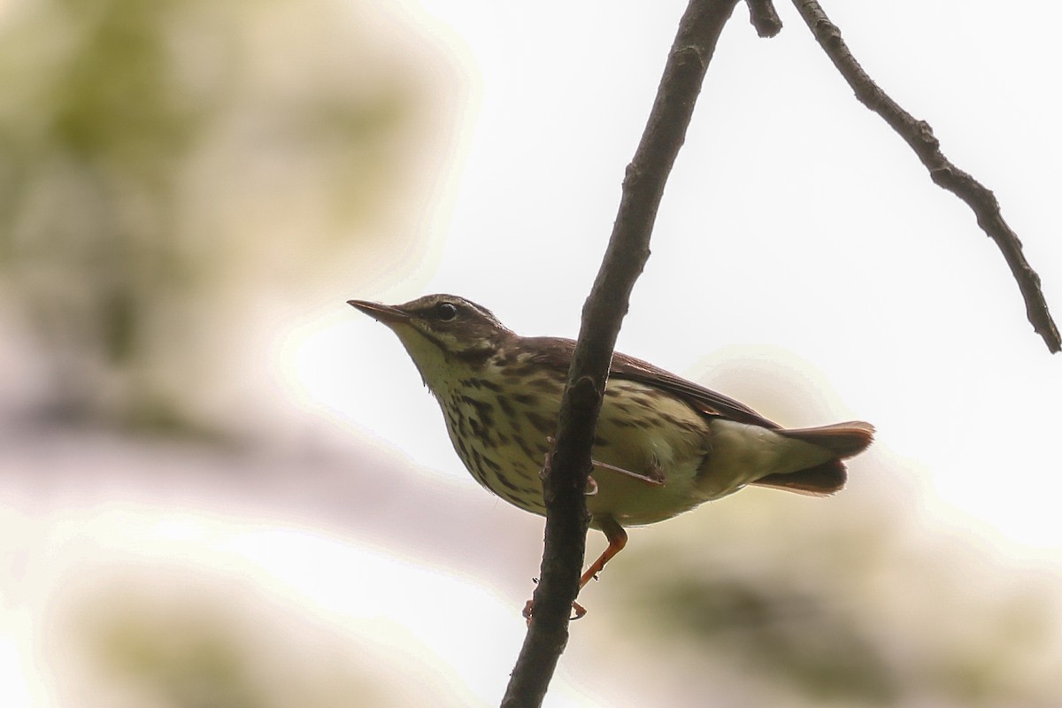 Swainson's Thrush - ML619060160