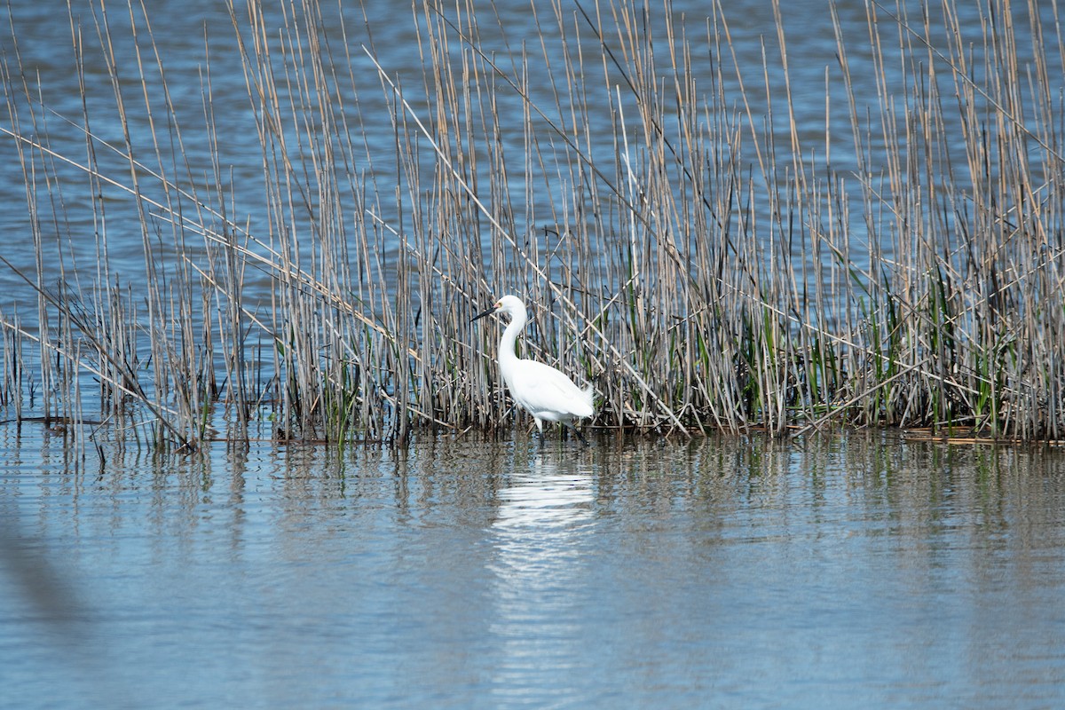 Snowy Egret - Chris Camarote