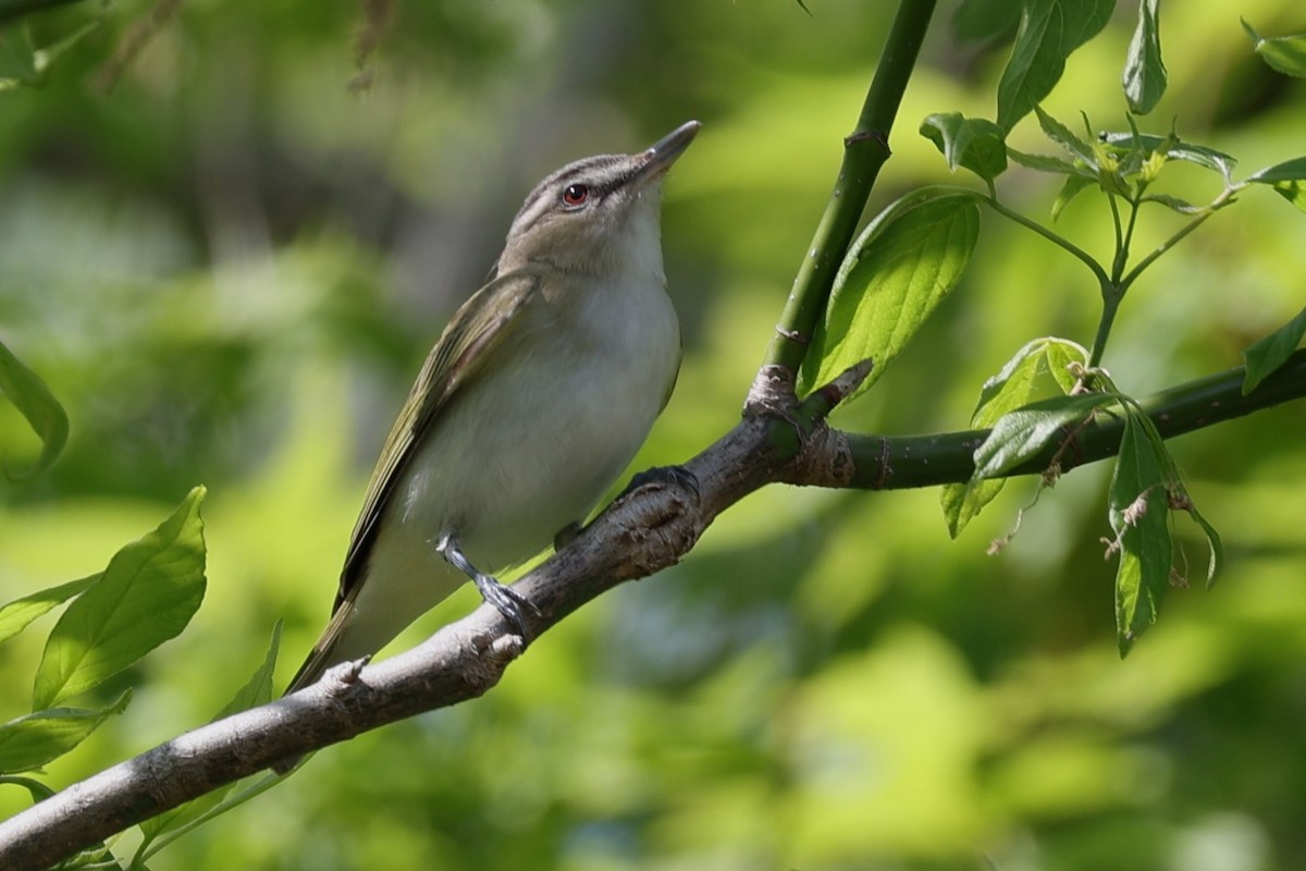 Red-eyed Vireo - Glenda Jones