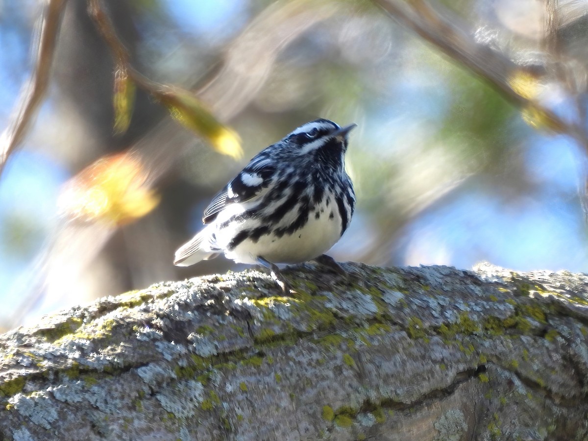 Black-and-white Warbler - Jenny Young