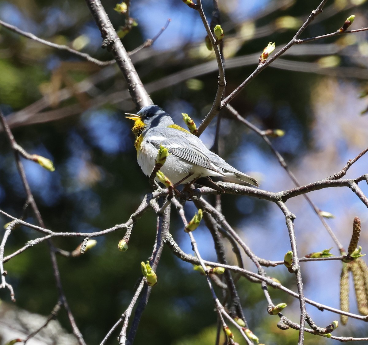 Northern Parula - Jean-Pierre Gagné