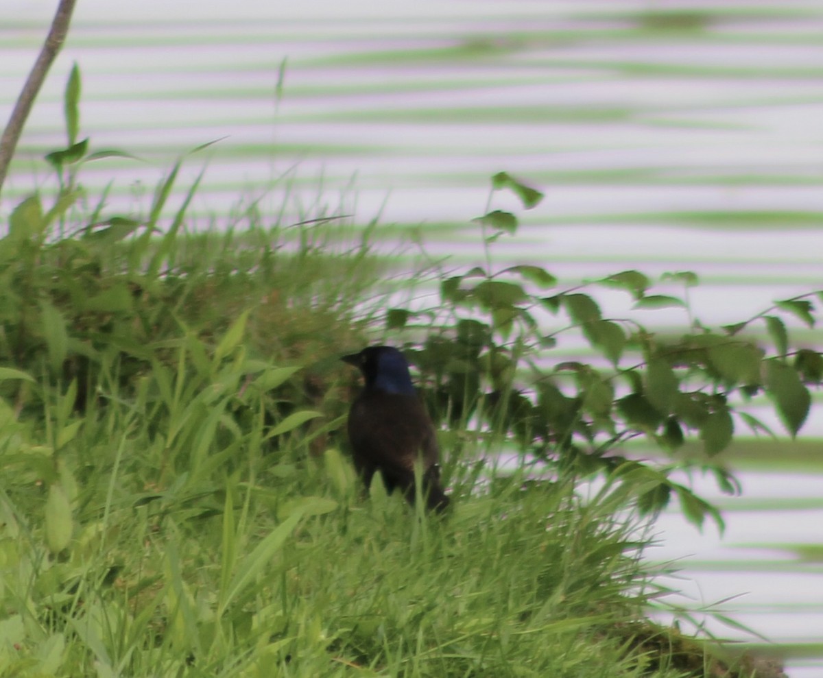 Common Grackle - ML619060189