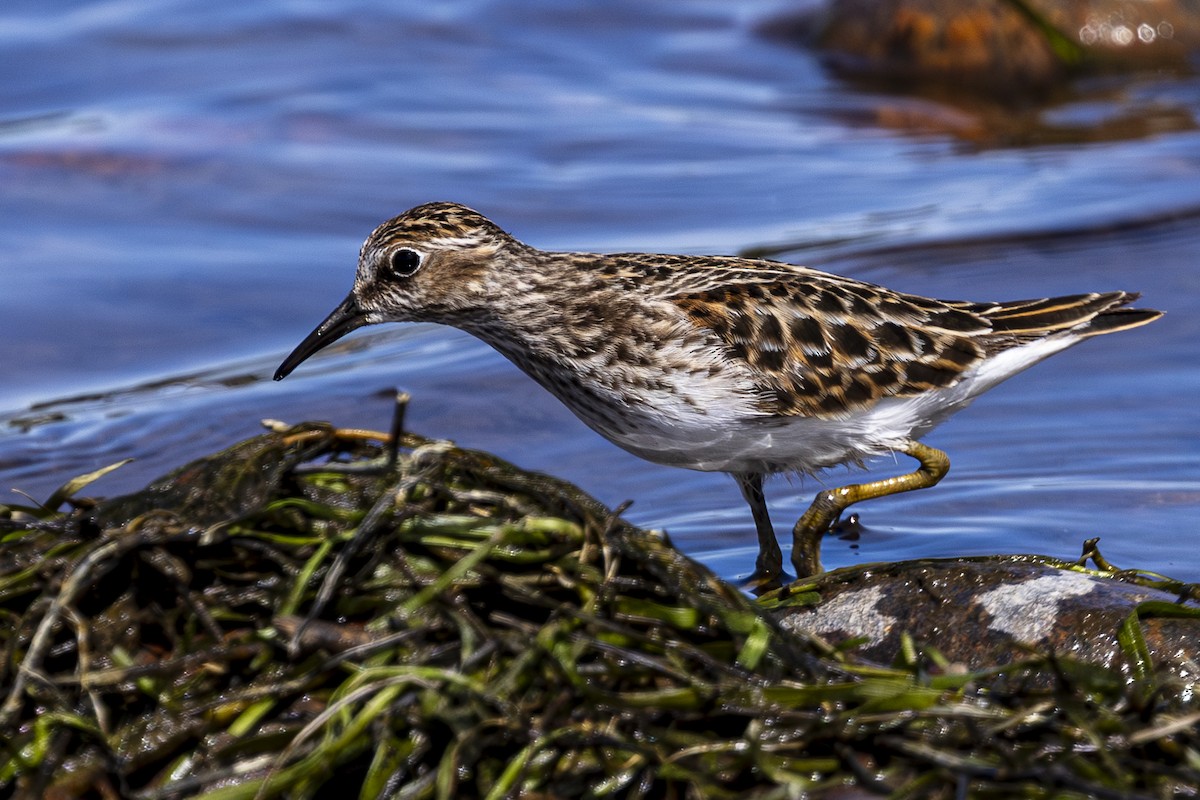 Least Sandpiper - ML619060204