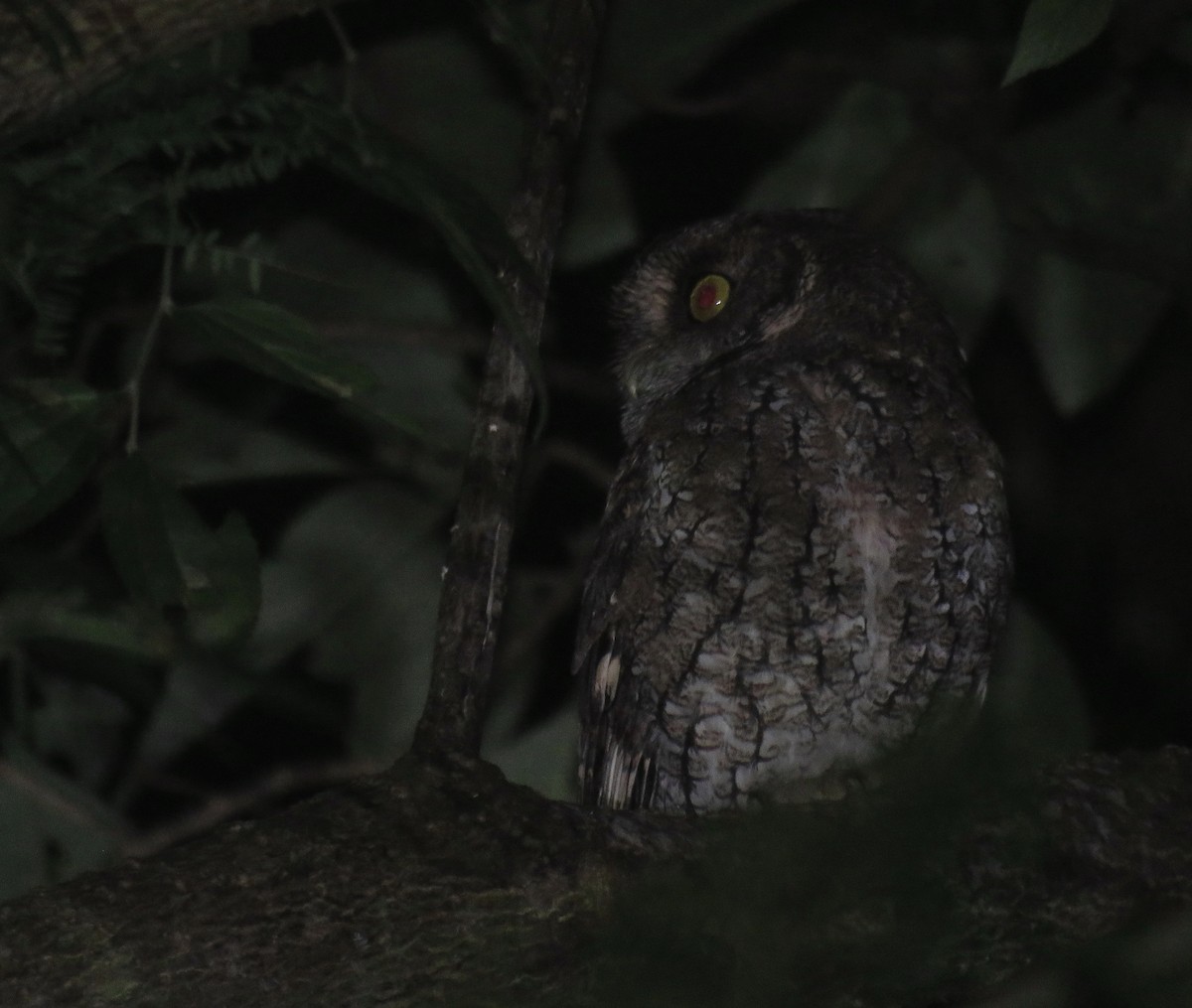 Montane Forest Screech-Owl - Marcelo  Zanotti