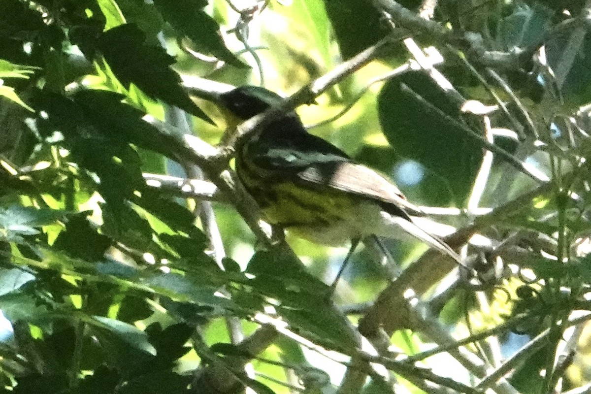 Magnolia Warbler - Ute Welk