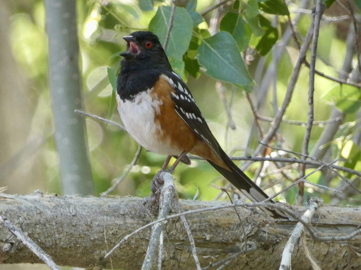 Spotted Towhee - ML619060222