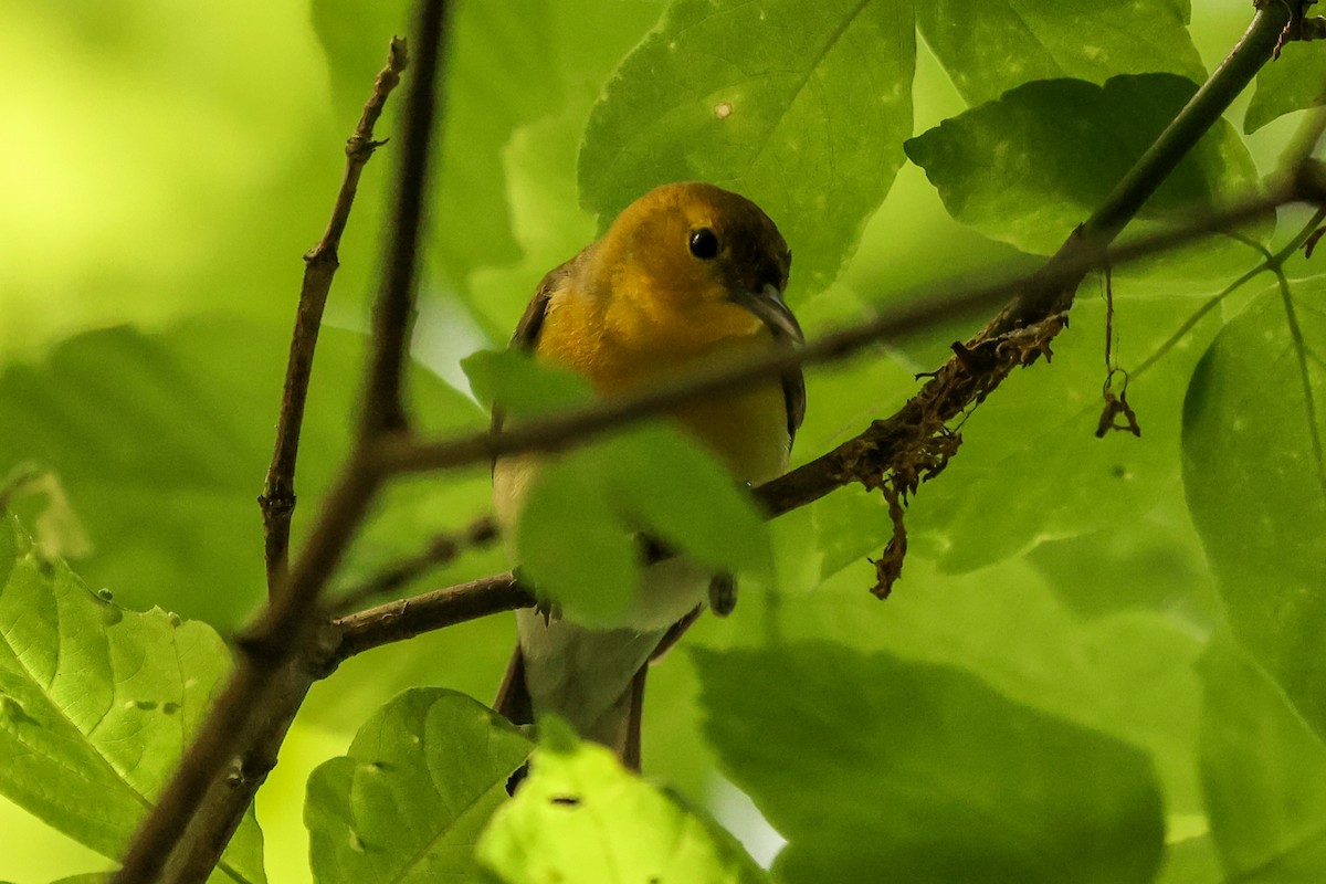 Prothonotary Warbler - ML619060229