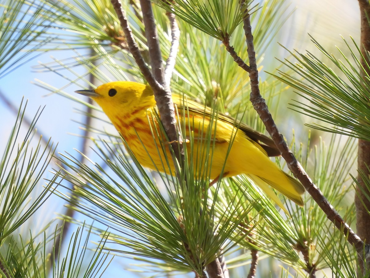 Yellow Warbler - Jenny Young