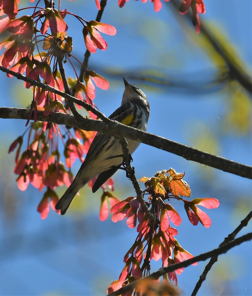 Yellow-rumped Warbler - Marcia Suchy