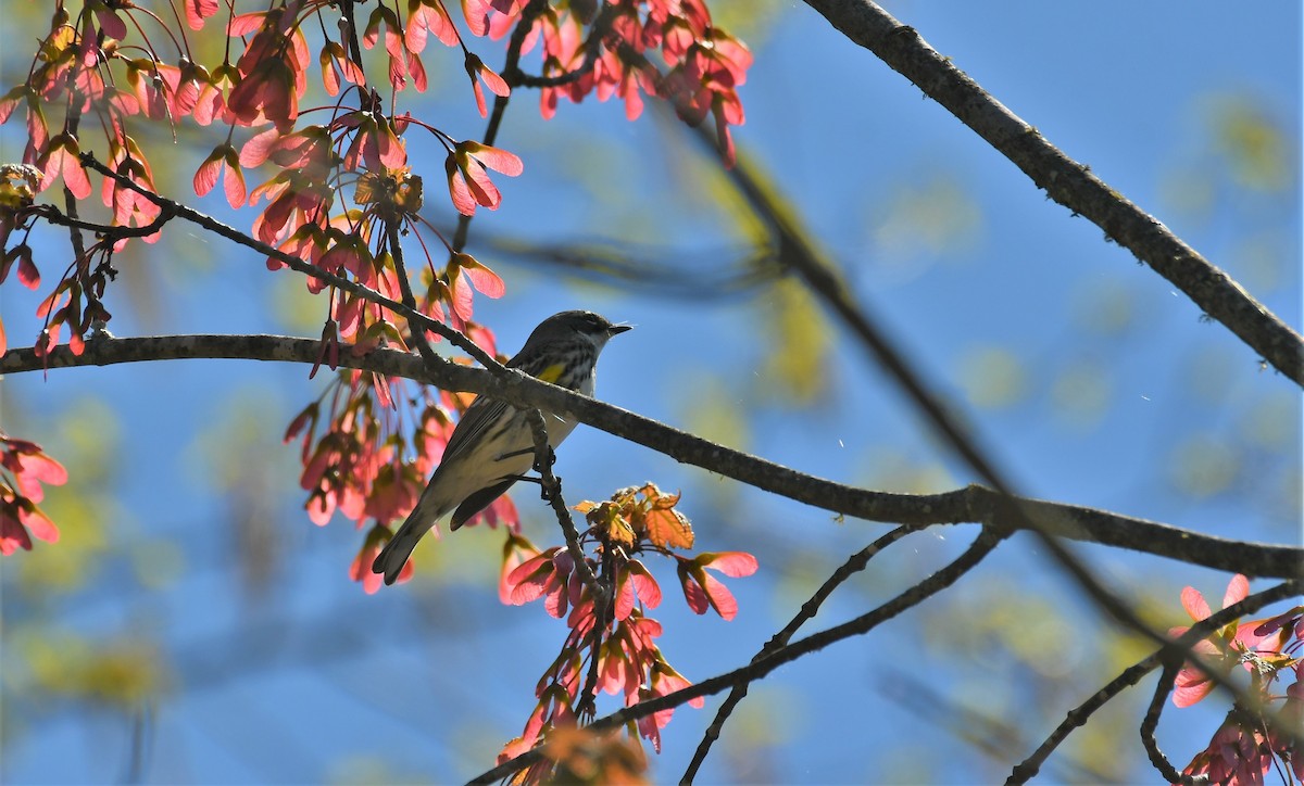 Yellow-rumped Warbler - Marcia Suchy