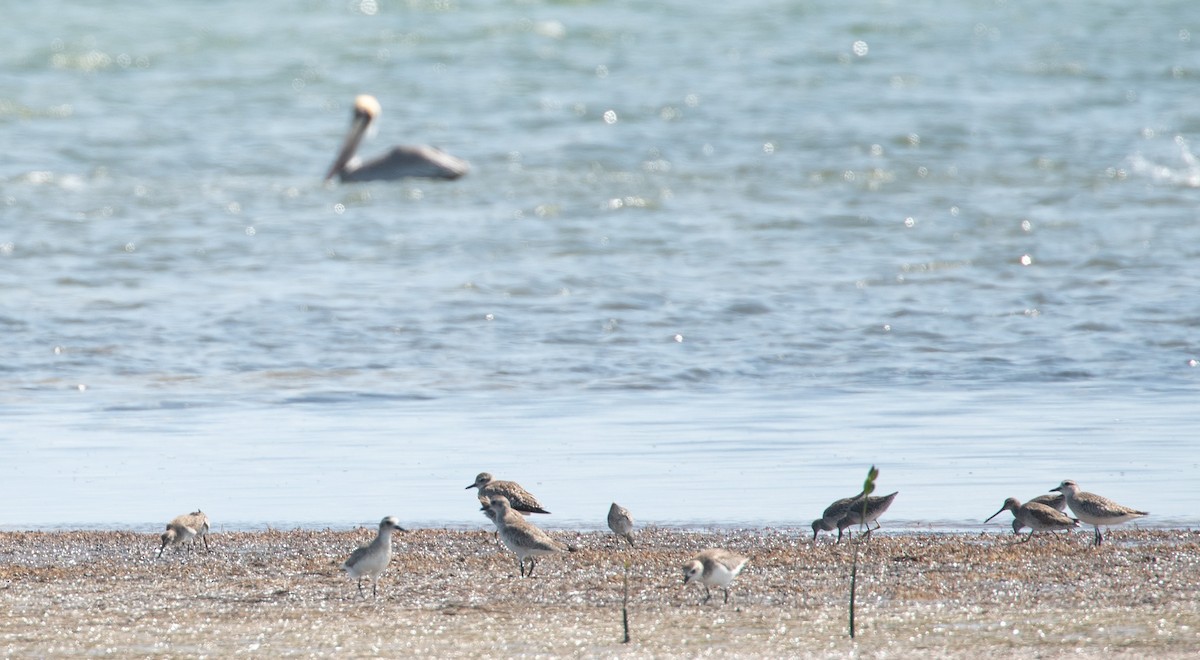 Black-bellied Plover - ML619060266