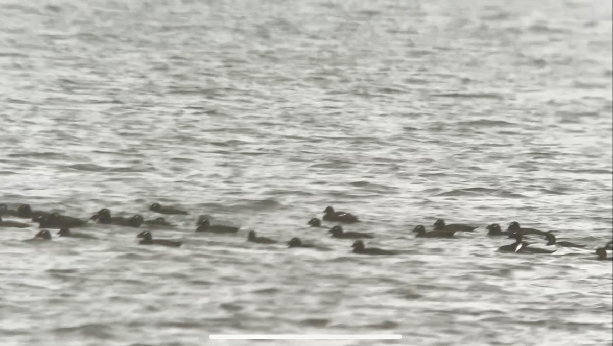 White-winged Scoter - Jean-Daniel Fiset