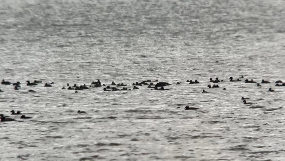 White-winged Scoter - Jean-Daniel Fiset