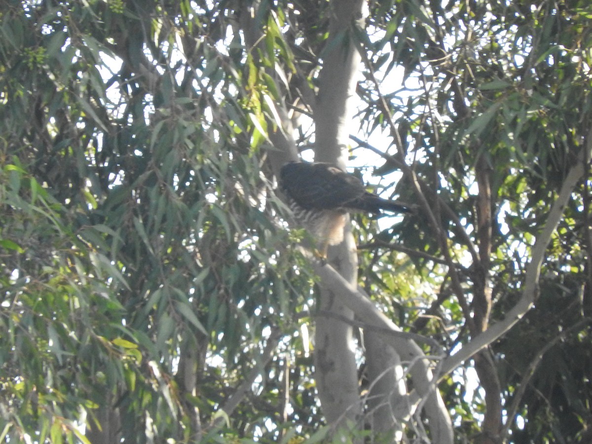 Brown Goshawk - Archer Callaway