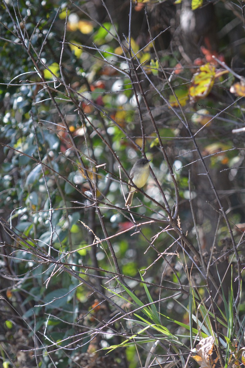 Eastern Phoebe - Justin Hageman