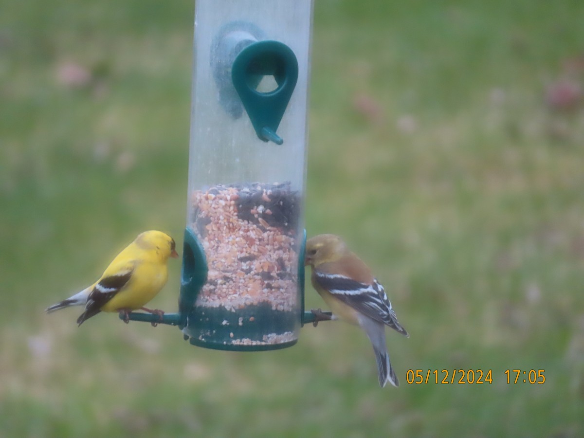 American Goldfinch - gabrielle jastrebski