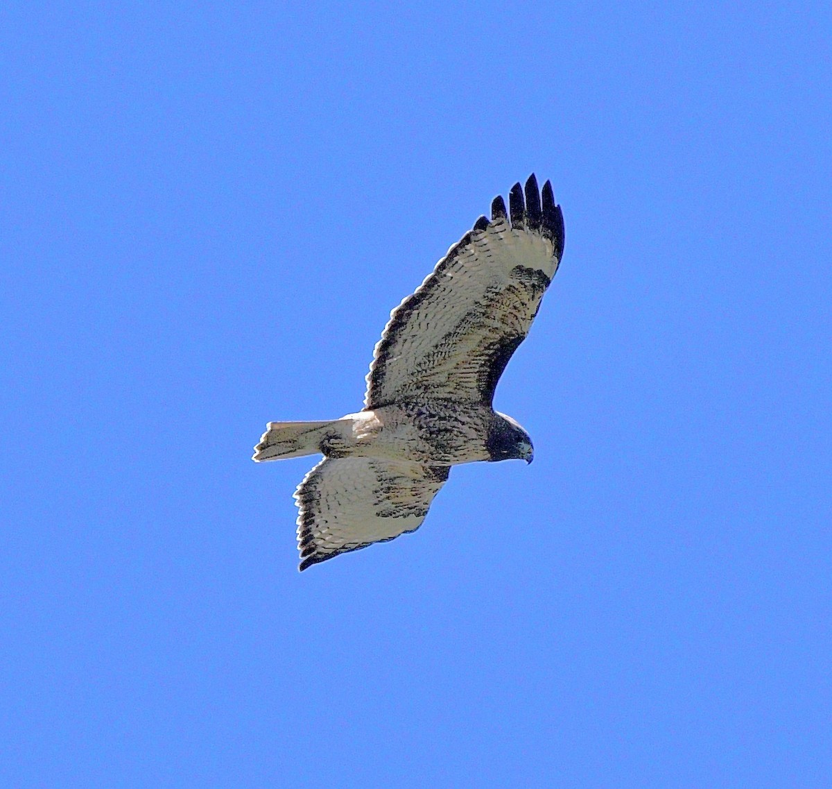 Red-tailed Hawk - Norman Eshoo