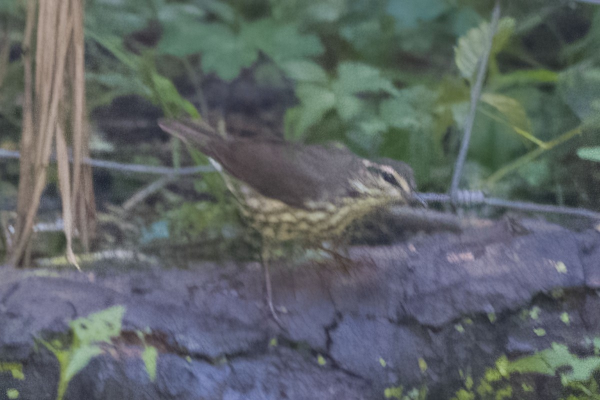 Northern Waterthrush - Hoiman Low