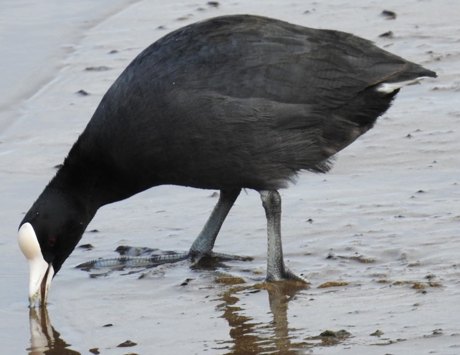 Hawaiian Coot - ML619060359