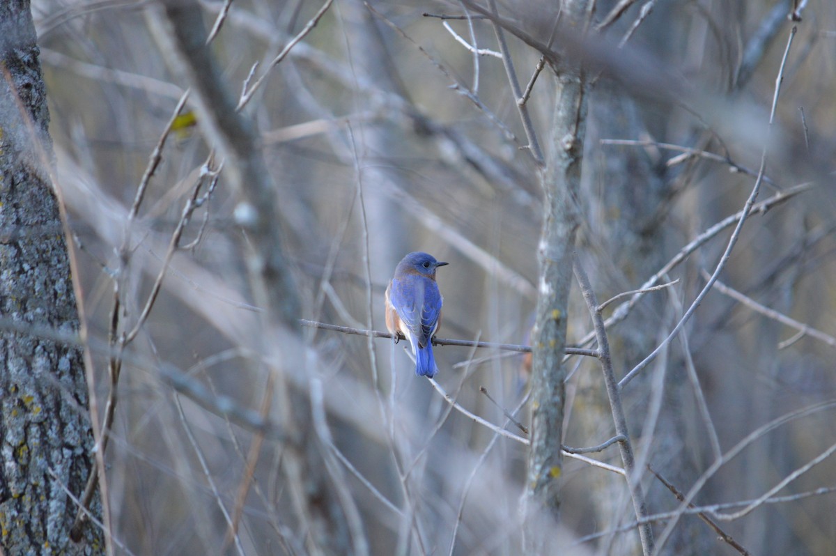 Eastern Bluebird - Justin Hageman