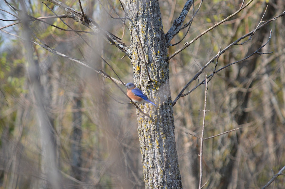 Eastern Bluebird - Justin Hageman