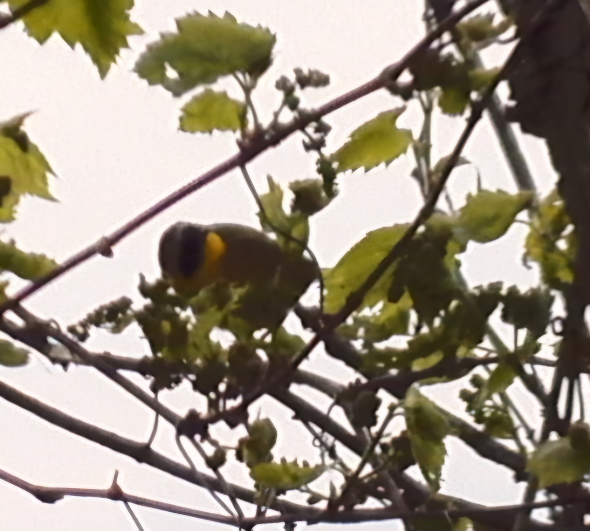 Common Yellowthroat - ML619060369