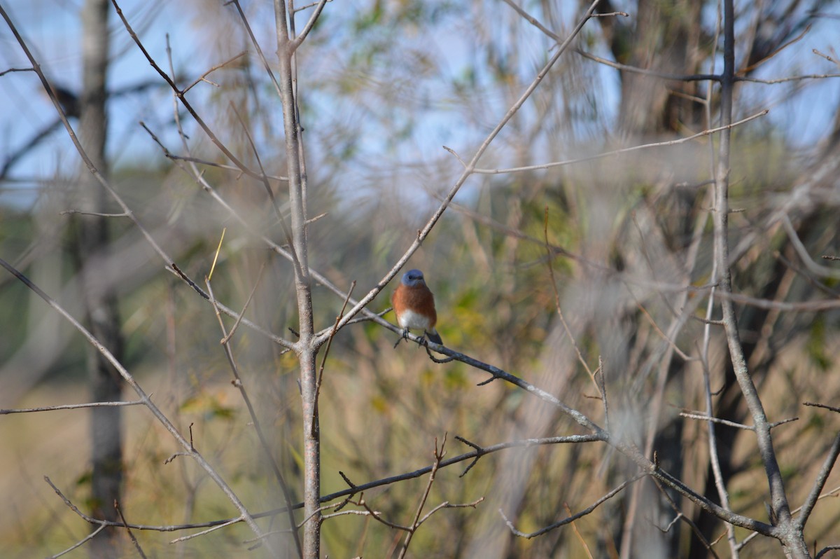 Eastern Bluebird - Justin Hageman