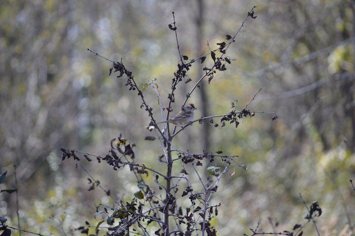 Chipping Sparrow - Justin Hageman