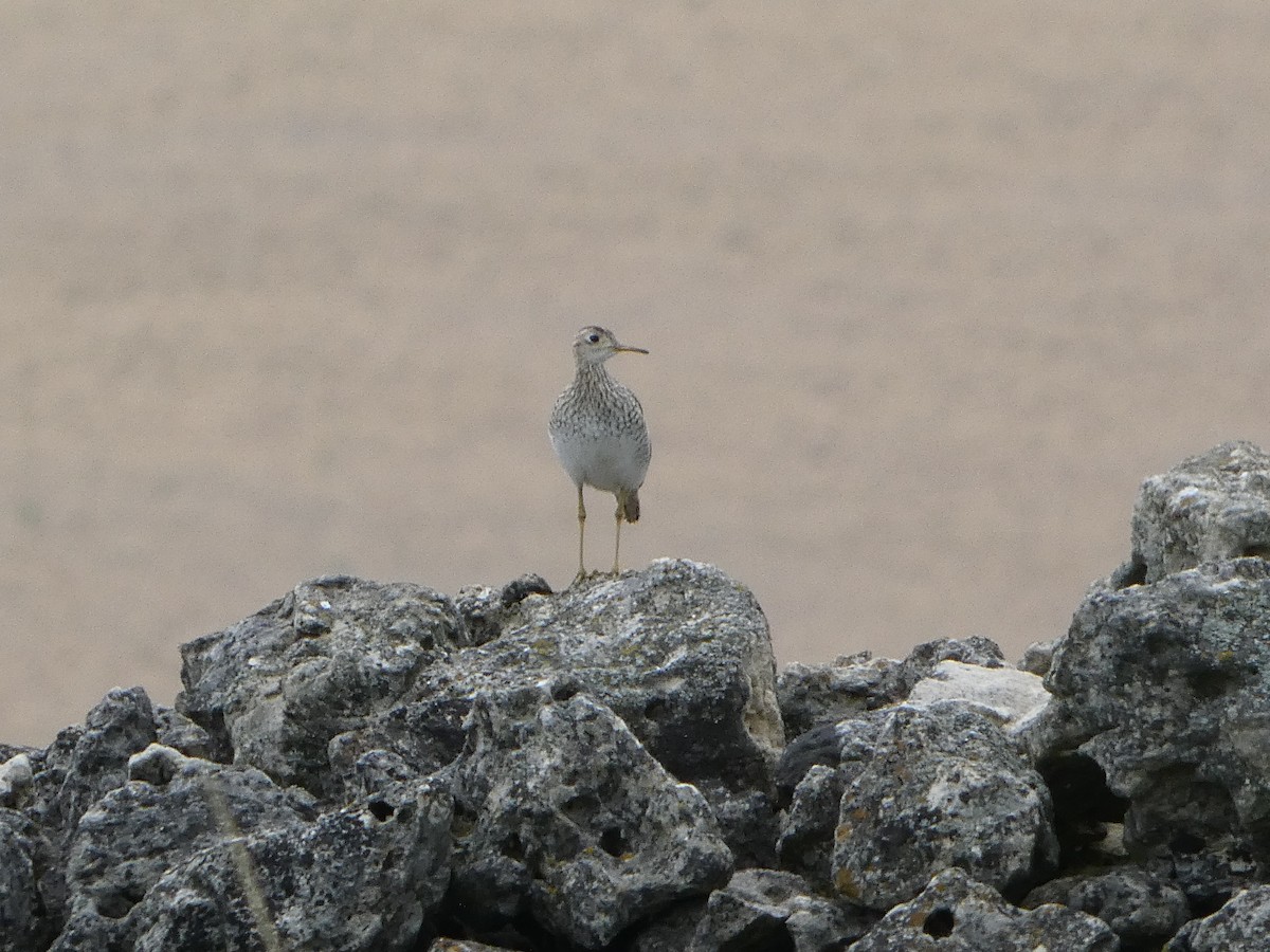 Upland Sandpiper - Anand Ode