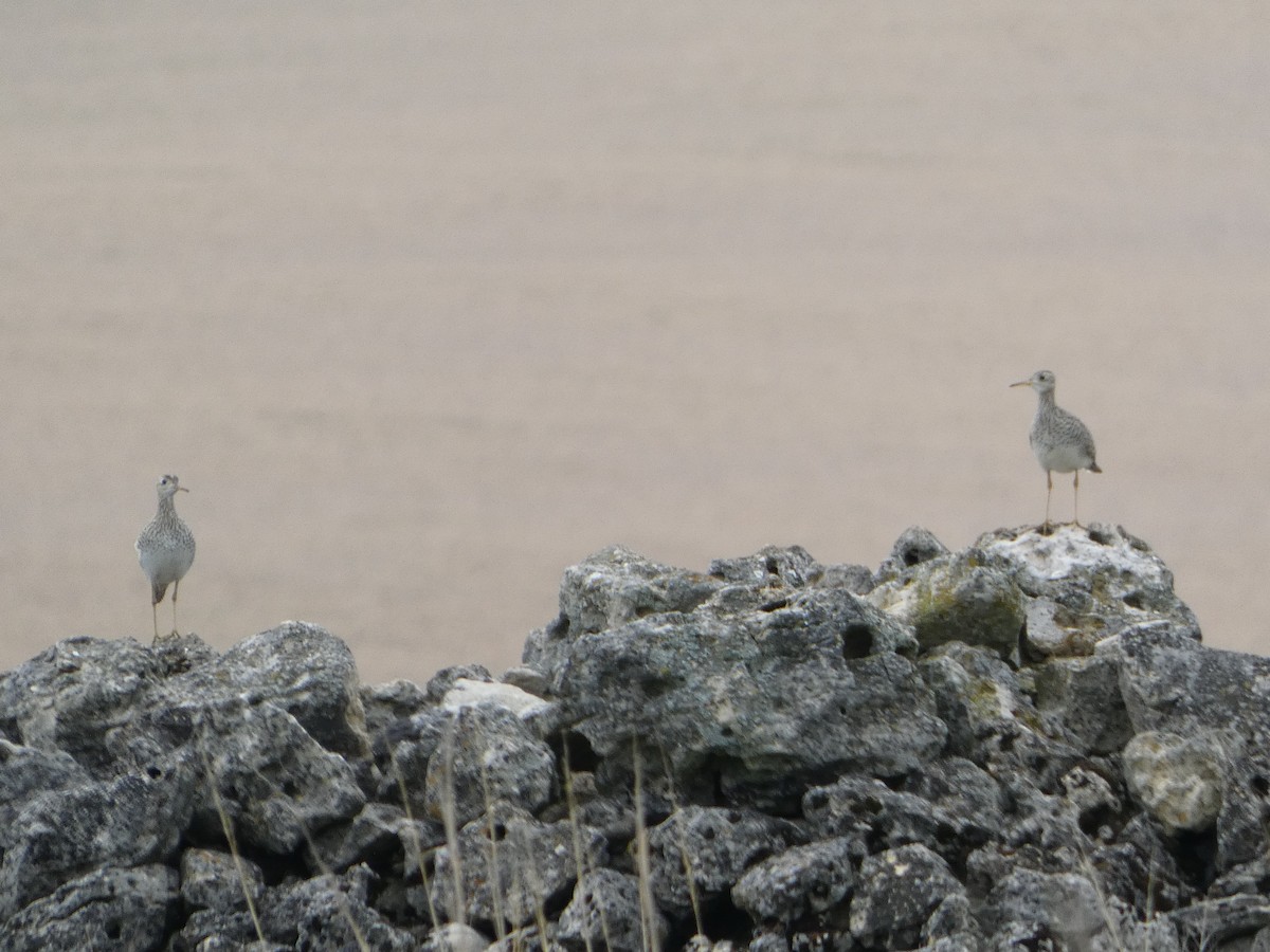 Upland Sandpiper - Anand Ode