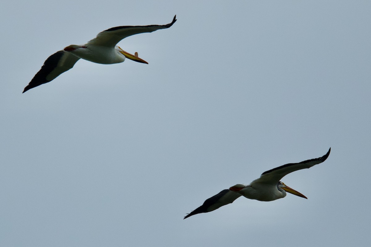 American White Pelican - Scott Buchanan