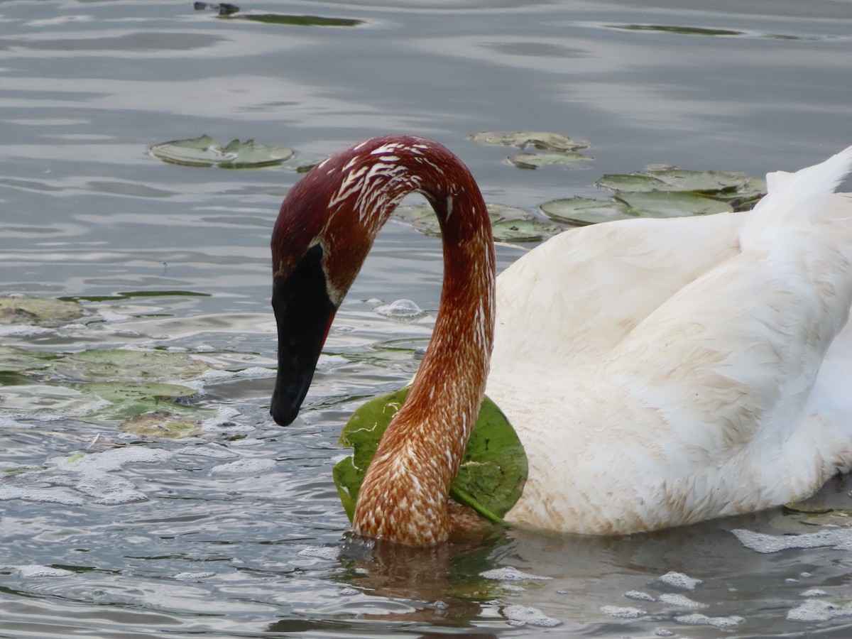 Trumpeter Swan - ML619060413