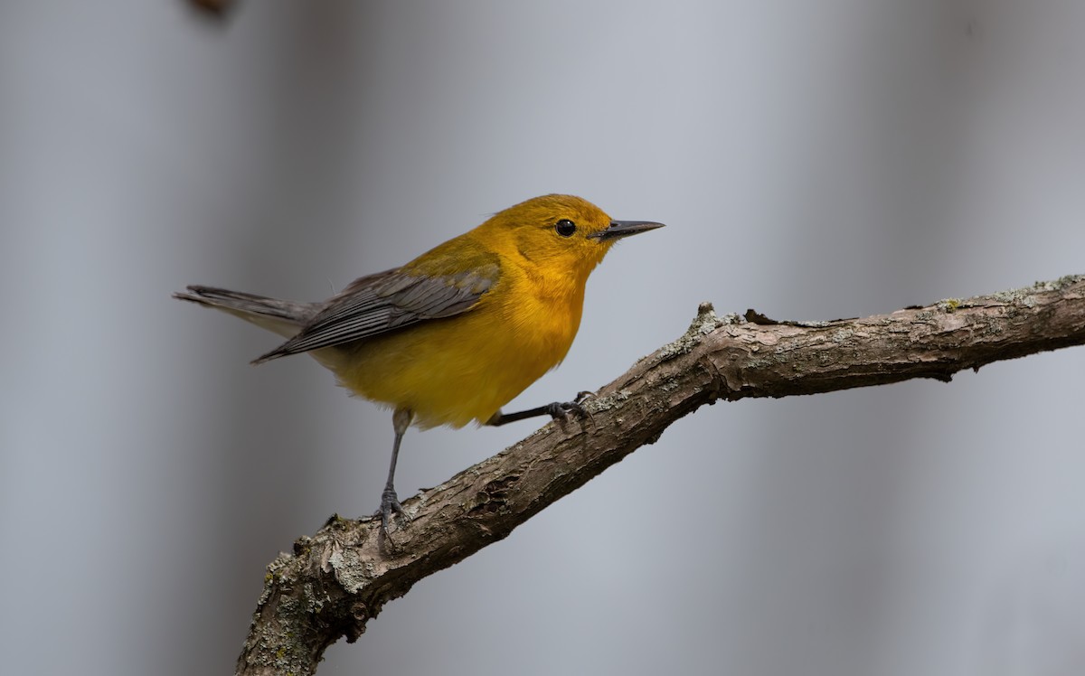 Prothonotary Warbler - Mike Good