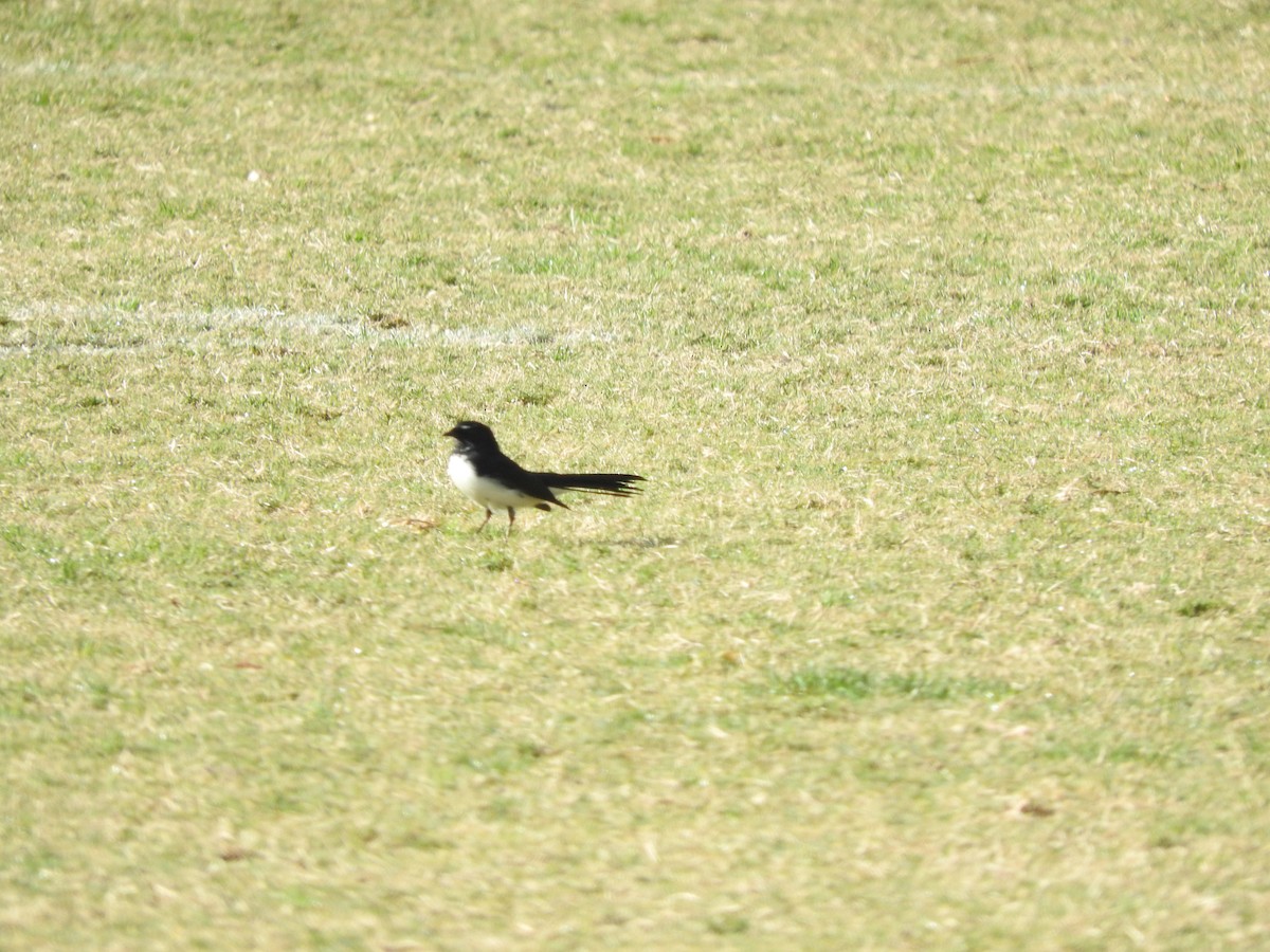 Willie-wagtail - Archer Callaway